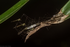 Libnotes terraereginae