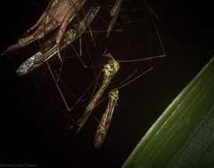 Libnotes terraereginae