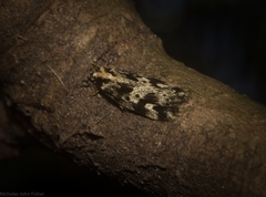Barea eucapnodes