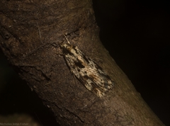 Barea eucapnodes