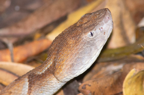Murici Lancehead, Bothrops muriciensis