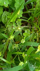 Androsace umbellata