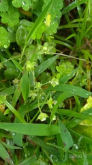 Androsace umbellata