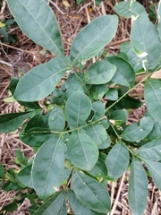 Trichilia havanensis