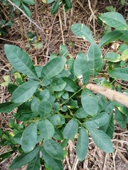 Trichilia havanensis