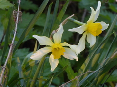 Narcissus × incomparabilis, photograph (c) jamie-aa, some rights reserved (CC BY)