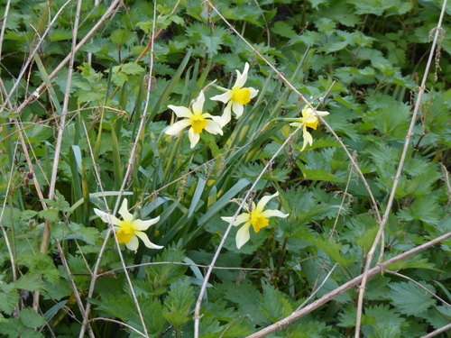 Narcissus × incomparabilis, photograph 5