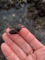 Petrolisthes manimaculis