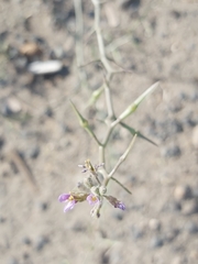 Cakile arabica