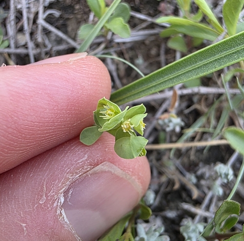 Euphorbia longicruris