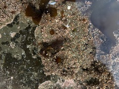 Petrolisthes manimaculis