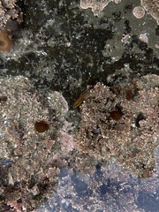 Petrolisthes manimaculis