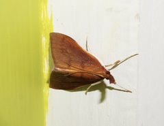 Udea daiclesalis