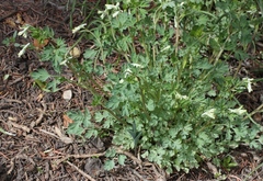 Corydalis capnoides