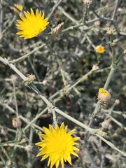 Launaea mucronata
