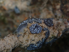 Aplousobranchia