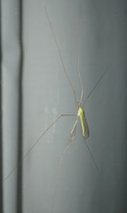 Leptotarsus virescens