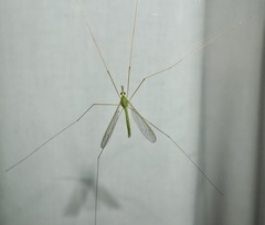 Leptotarsus virescens