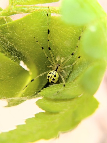 Phylloneta pictipes photo 2
