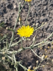 Launaea mucronata