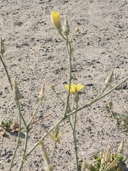 Launaea mucronata