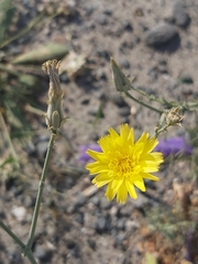 Launaea mucronata