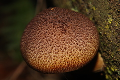 Tricholomopsis scabra
