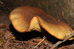 Tricholomopsis scabra