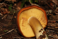 Tricholomopsis scabra