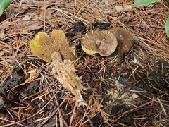 Suillus fuscotomentosus