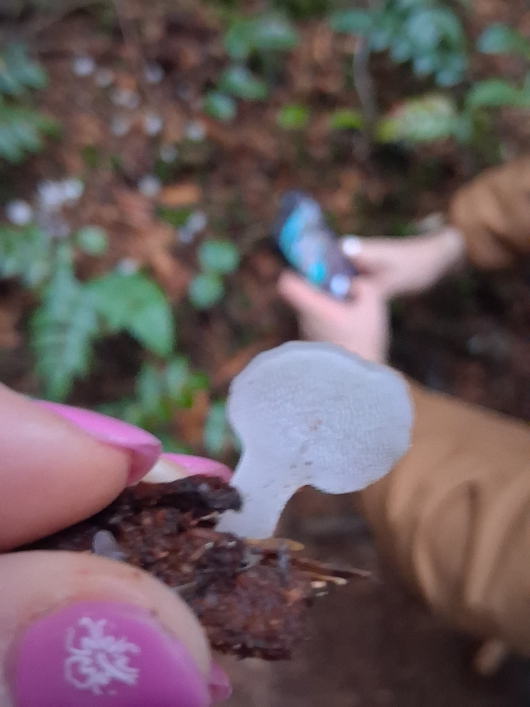 Pseudohydnum gelatinosum · November 2025 · photo: © mrs_mushi (iNaturalist, cc-by)