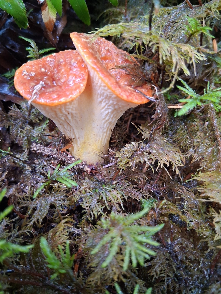 Turbinellus floccosus · November 2025 · photo: © mrs_mushi (iNaturalist, cc-by)
