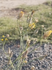 Launaea mucronata