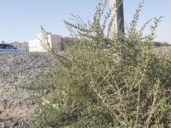 Caroxylon imbricatum