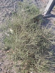 Caroxylon imbricatum