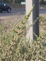 Caroxylon imbricatum