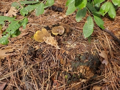 Suillus fuscotomentosus