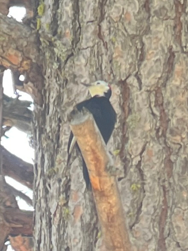 White-headed Woodpecker (Leuconotopicus albolarvatus), photo 4
