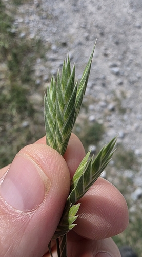 Pampas Brome (Bromus brevis)