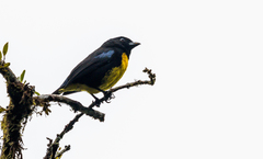 Bangsia melanochlamys