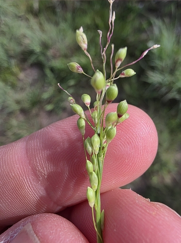 Scribner's Panicgrass (Dichanthelium scribnerianum)