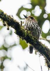 Micromonacha lanceolata
