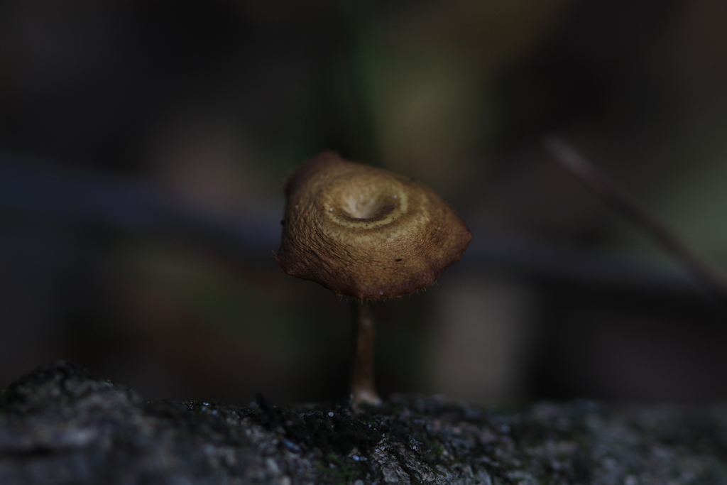 Lentinus arcularius · March 2026 · photo: © sofiazed1 (iNaturalist, cc-by)