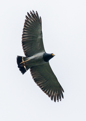 Morphnarchus princeps