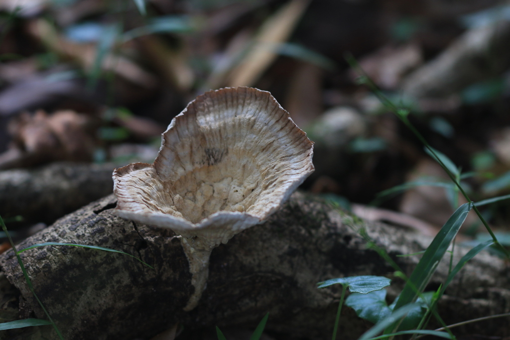 Cymatoderma elegans · March 2026 · photo: © sofiazed1 (iNaturalist, cc-by)