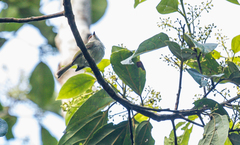 Phylloscartes superciliaris