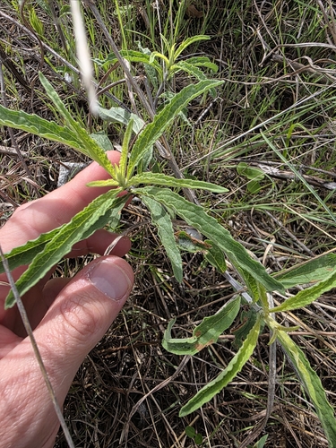 giant blue sage (Salvia azurea)