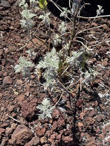 Artemisia mauiensis observed 2026-03-31
