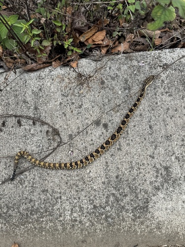 Totonacan Rattlesnake