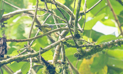 Euchrepomis callinota